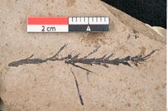 Foto (Detailansicht) von Araucaria sternbergii Goeppert (NHMW-GEO-2024-0188-11464)